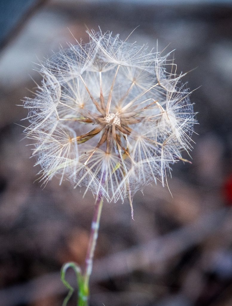 dandelion, wilted, nature-3430172.jpg