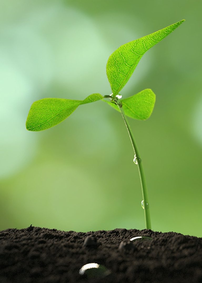 plant, sapling, growth-5822566.jpg